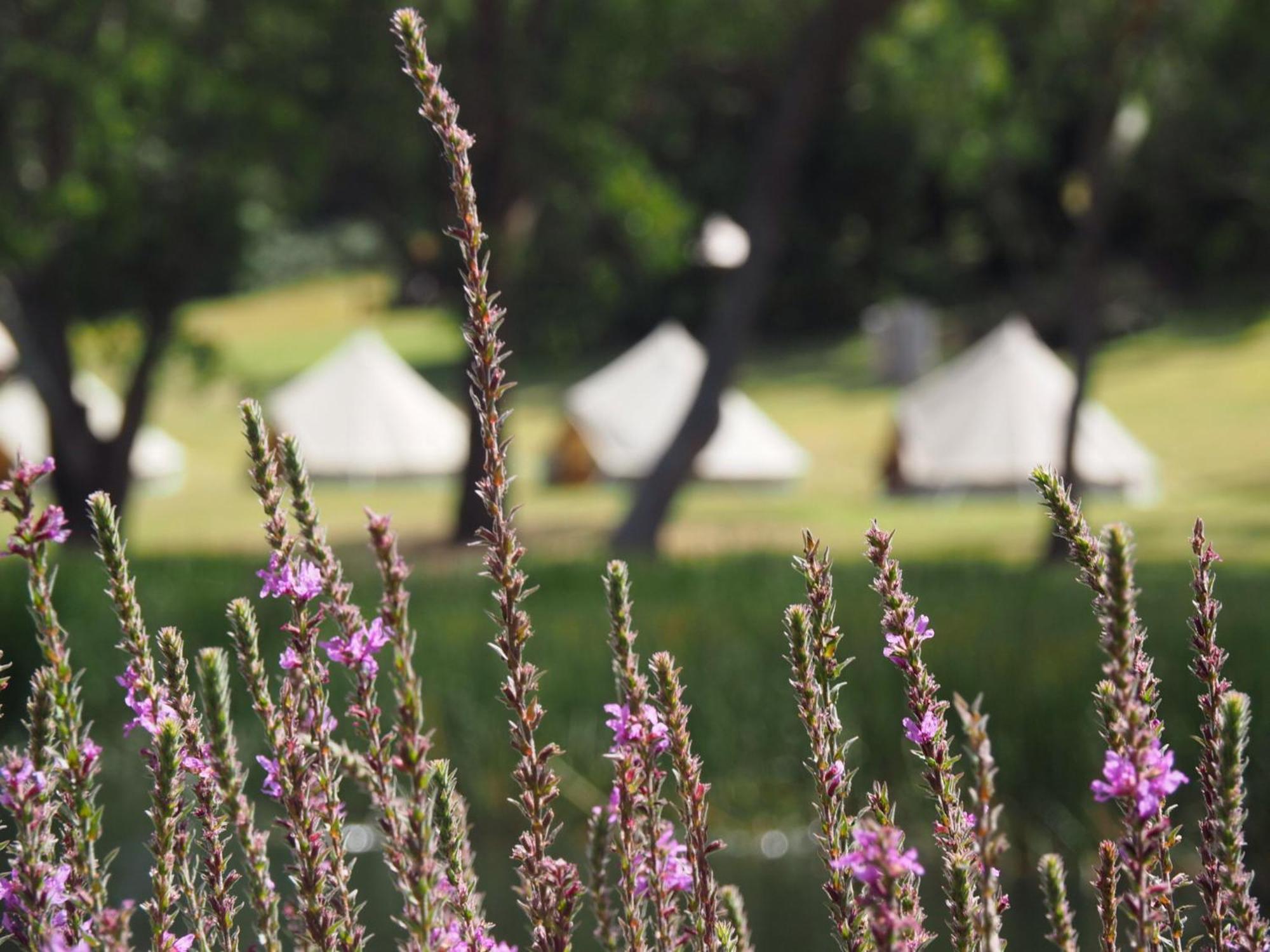 Iluka Retreat Glamping Village Red Hill South Exterior photo